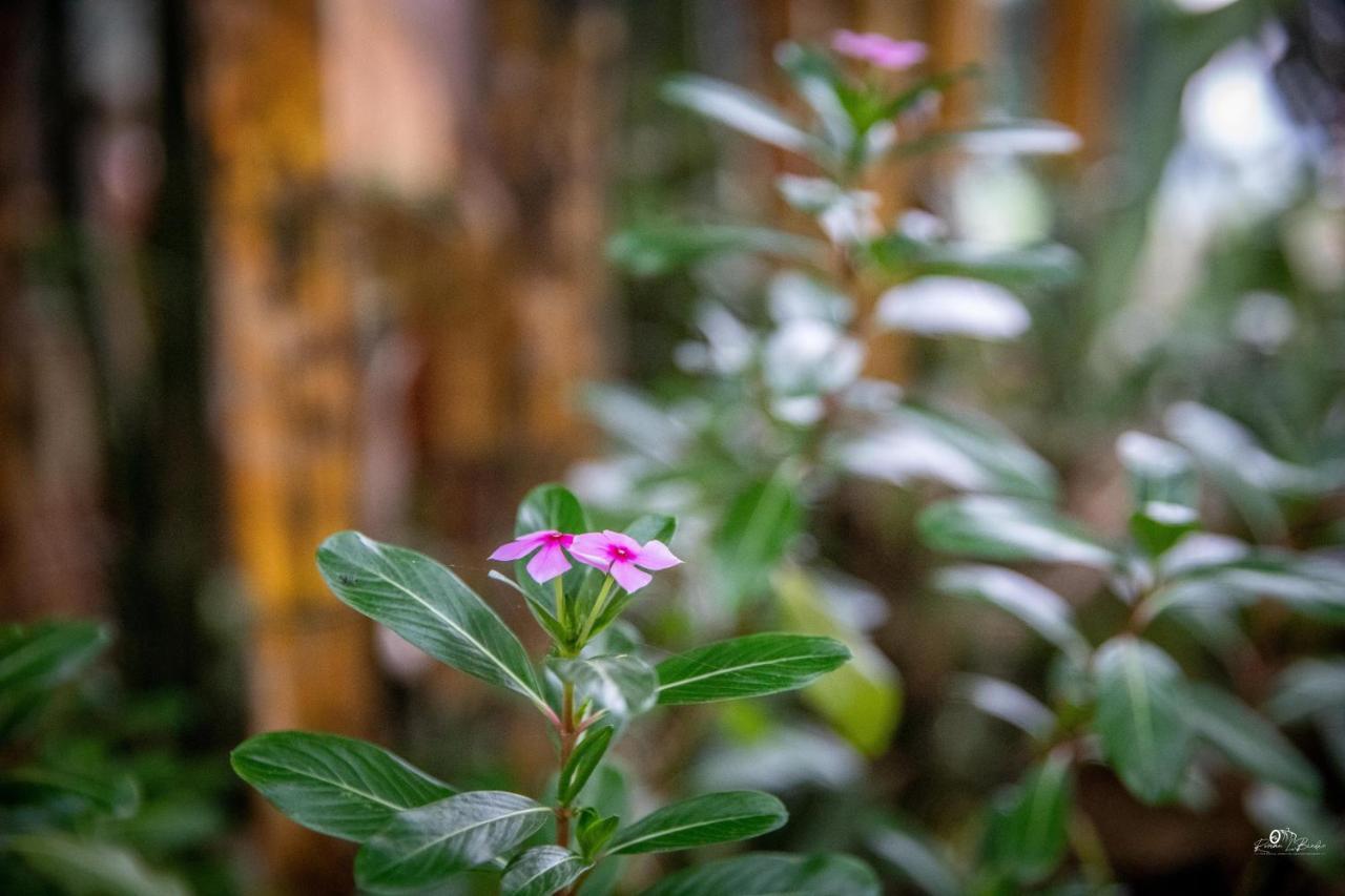 Sapa Riverside Ecolodge & Spa Bagian luar foto